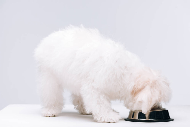 Bichon perro havanese comer comida de perro del tazón en la superficie blanca aislado en gris
 - Foto, Imagen