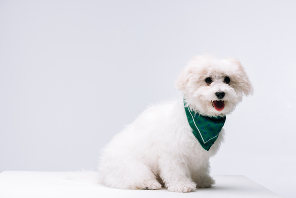 Lindo perro havanese en pañuelo verde en la superficie blanca aislado en gris
 - Foto, Imagen