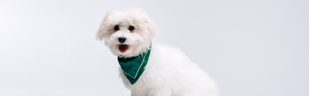 Foto panorámica de lindo perro havanés en pañuelo verde aislado en gris
 - Foto, imagen