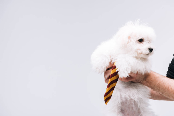 Widok człowieka trzymającego hawanowego psa z krawatem w paski odizolowanego na szaro - Zdjęcie, obraz