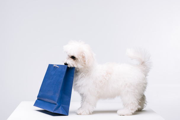 Havanese dog holding blue paper bag on white surface isolated on grey - Foto, immagini