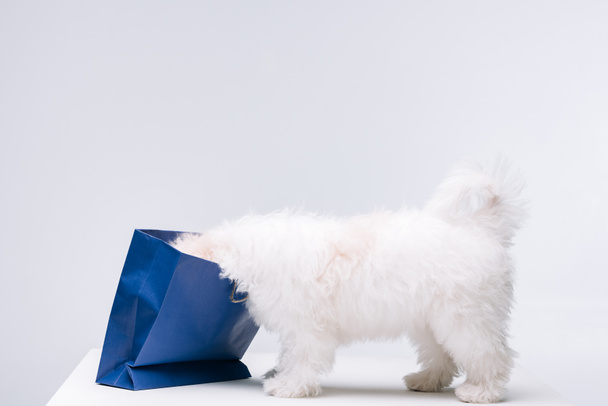 Havanese σκυλί πιέζει το κεφάλι σε μπλε χάρτινη σακούλα σε λευκή επιφάνεια απομονωμένη σε γκρι - Φωτογραφία, εικόνα