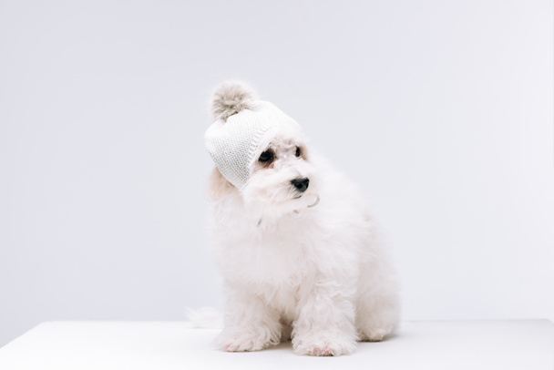 Perro havanés esponjoso en sombrero de punto con bubo en superficie blanca aislado en gris
 - Foto, imagen