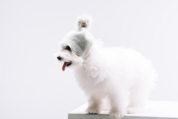 Perro de Havanese en sombrero de punto con la lengua que sobresale del bubo en la superficie blanca aislada en gris
 - Foto, Imagen