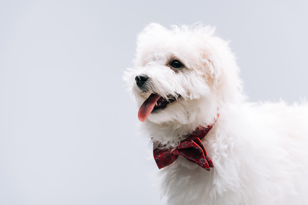 Bichon havanese dog with red bow tie sticking out tongue isolated on grey - Фото, изображение