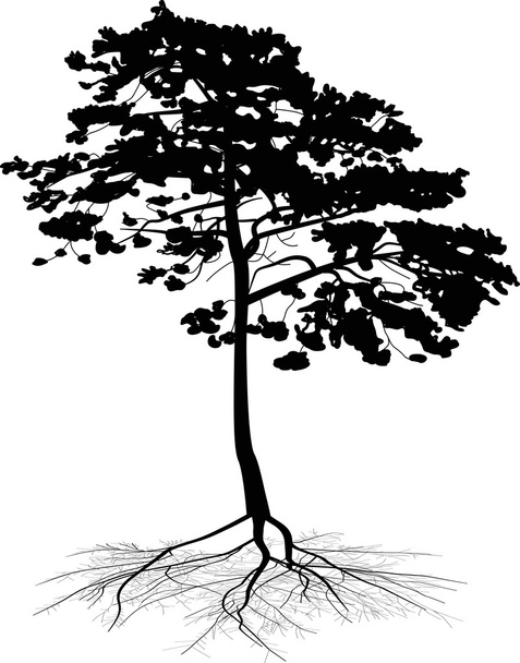 black isolated pine with root - Vector, Image