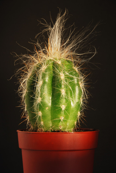 Cactus - Photo, image