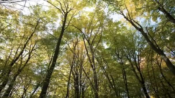 Parlak turuncu ve sarı yapraklı sonbahar ormanı. Güneşli sonbahar havasında sık ağaçlar. - Video, Çekim
