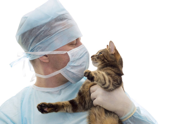 Állatorvos egy steril ruha sapka és maszk egy cica - Fotó, kép