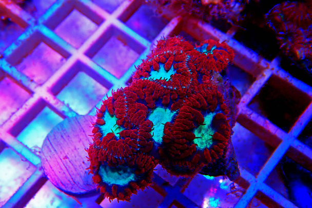 Big Polyp Blastomussa Lps Coral - (Blastomussa wellsi) - Foto, Imagem