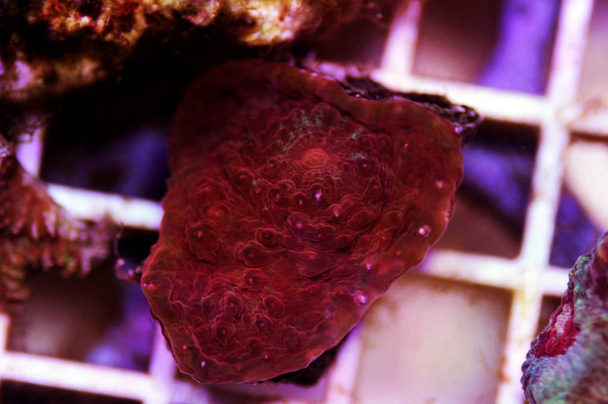 Cáliz Pólipos pedregosos Coral - (Echinophyllia aspera)  - Foto, Imagen