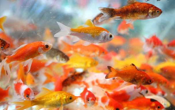 аквариум с большим количеством красных рыб, также называемых золотыми рыбами, плавающими в аквариуме зоомагазина
 - Фото, изображение