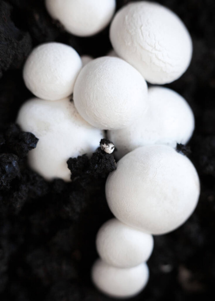 Crecimiento de champiñones botón (Agaricus bisporus, champiñón, portobello, champiñón común). Gorras de champiñones blancos en el suelo negro.  - Foto, imagen