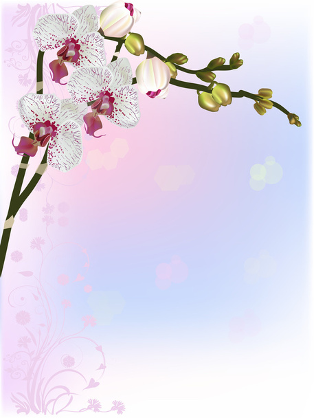 ピンクの装飾が施された背景の蘭の花を発見 - ベクター画像