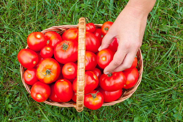 Tomates suculentos vermelhos maduros na cesta de vime na grama. Mão colocando o tomate no cesto
. - Foto, Imagem