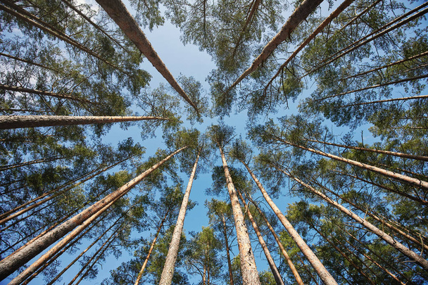 Árboles siempreverdes rama de madera sobre fondo cielo azul amplia vista
 - Foto, Imagen