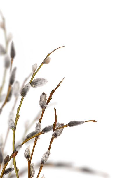 tavaszi punci fűzfa ág elszigetelt fehér csoportja - Fotó, kép