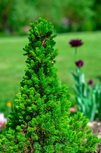 Kanadyjski świerk stożkowy, piękne zielone drzewo zbliżenie - Zdjęcie, obraz