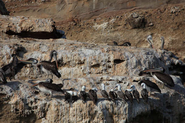 Pelícanos y Tetas en las Islas Ballestas
 - Foto, Imagen