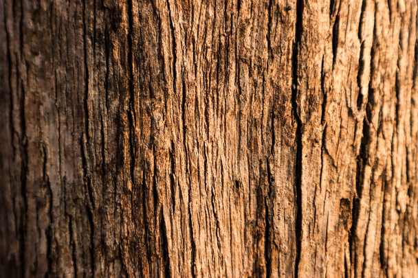 天然樹皮質の背景材。デザインのため。古い木の背景パターン。乾いた木の樹皮を閉じて. - 写真・画像