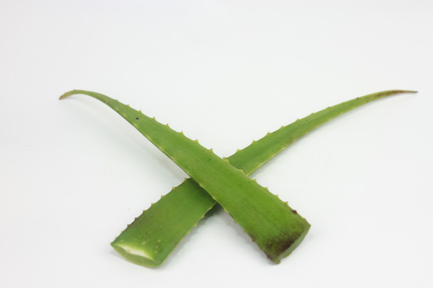 Aloe Vera Blatt isoliert auf weißem Hintergrund - Foto, Bild