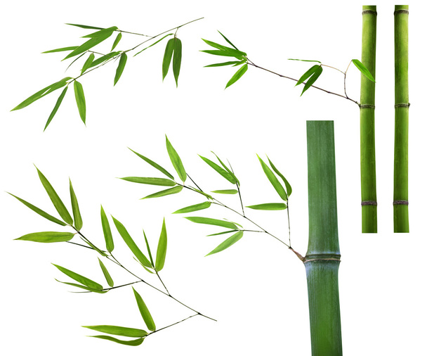 conjunto de ramas de bambú verdesobre blanco
 - Foto, Imagen