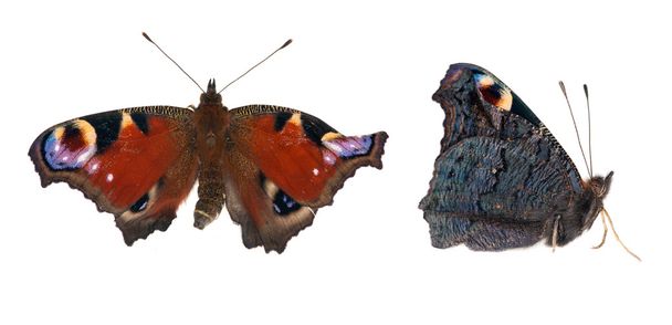 two sides of emperor moth - Photo, Image