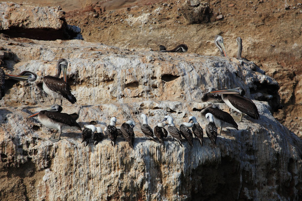 Pelícanos y Tetas en las Islas Ballestas
 - Foto, Imagen
