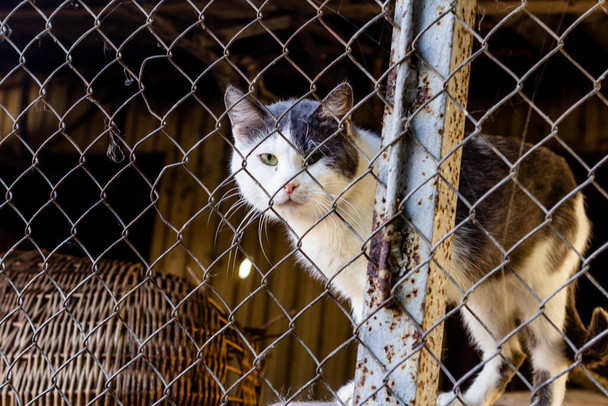Άστεγη γάτα σε κλουβί καταφύγιο. Εγκαταλελειμμένη γάτα σε καταφύγιο για αδέσποτα ζώα. Έννοια της βοήθειας των ζώων. - Φωτογραφία, εικόνα