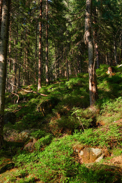 dzika przyroda, jasne światło słoneczne w lesie letnim, piękny krajobraz w Karpatach, świerki na wzgórzach - Zdjęcie, obraz
