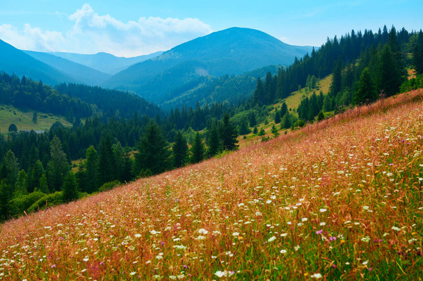 野生の自然、カルパチア山脈の夏の風景、野の花や牧草地、丘の上のトウヒ、美しい曇りの空 - 写真・画像
