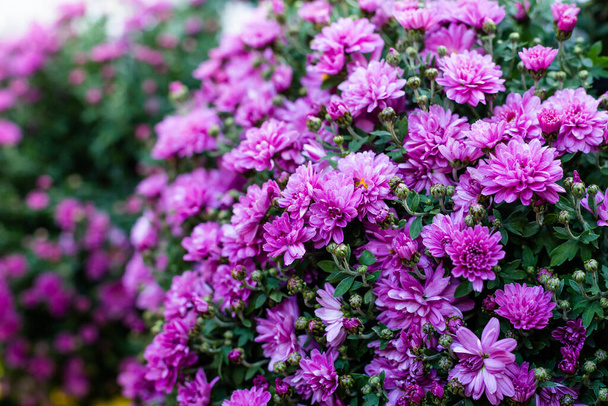 Purple and pink chrysanthemums flowers and green leaves background, closeup. - Photo, Image