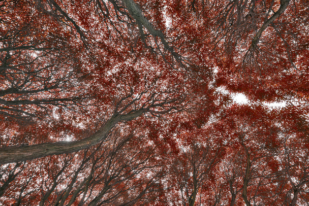 фон листя червоного дерева
 - Фото, зображення