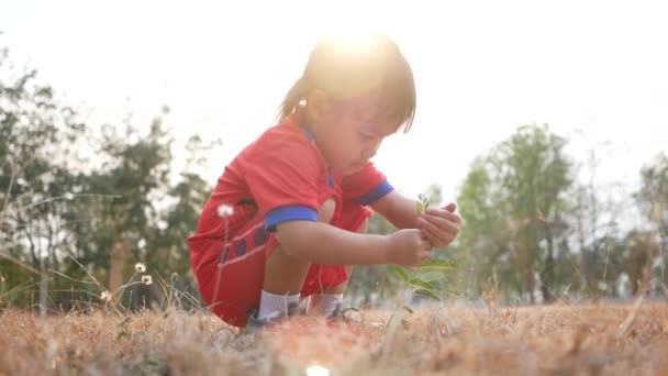 Suloinen lapsi tyttö katselee vihreää kasvia ja tutkii luontoa ulkopuolella. Lastenkasvatuksen käsite
. - Materiaali, video