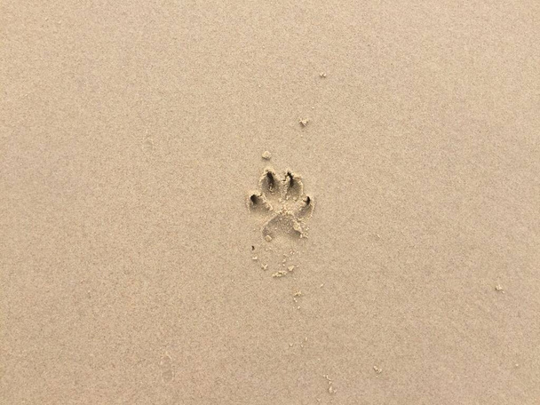 tło obraz psa stóp druk na plaży piasku. - Zdjęcie, obraz
