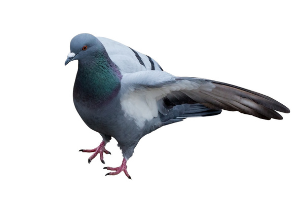 fotoğraf gri izole güvercin - Fotoğraf, Görsel
