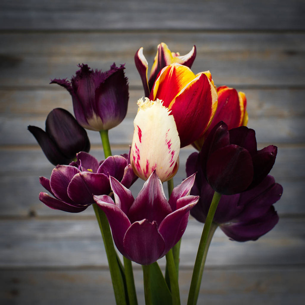 Piękne świeże wiosenne kwiaty tulipany. - Zdjęcie, obraz