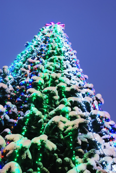 Kerstboom - Foto, afbeelding