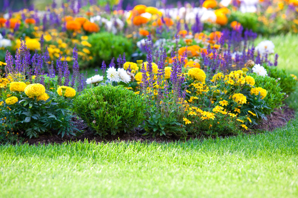 Multicolored flowerbed on a lawn - Photo, Image
