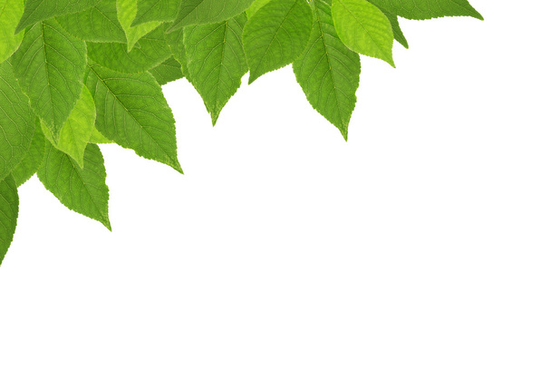 Wiśniowe drzewo zielone liście narożnik biały - Zdjęcie, obraz