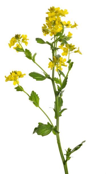 wild mustard flowers isolated on white - Φωτογραφία, εικόνα