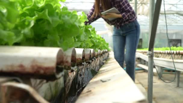 Selectieve focus van waterleiding in plantaardige hydrocultuur systeem en boer houdt een tablet is het controleren van kwaliteit groene eiken sla salade. concept van gezonde biologische voeding en landbouwtechnologie. - Video