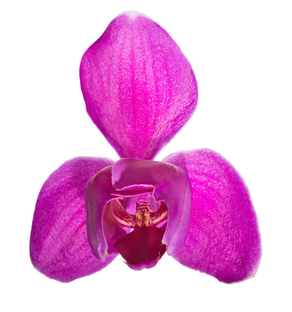 a három nagy szirmok rózsaszín orchidea virág - Fotó, kép
