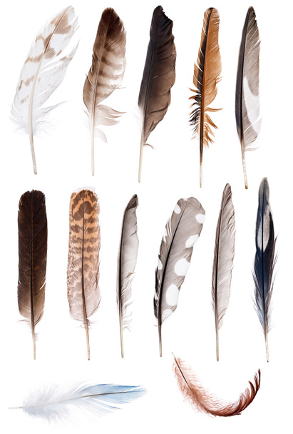 trece plumas aisladas en blanco
 - Foto, Imagen