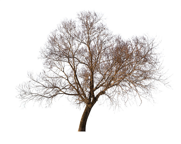 grote kale winter geïsoleerde boom - Foto, afbeelding
