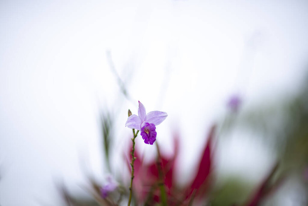 Lila Blume mit verschwommenem Hintergrund.  - Foto, Bild