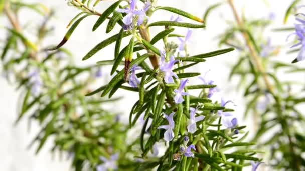 Rosemary léčivá rostlina a koření s květinou - Záběry, video