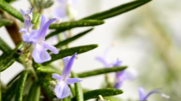Rosemary medicinal plant and spice with flower - Footage, Video