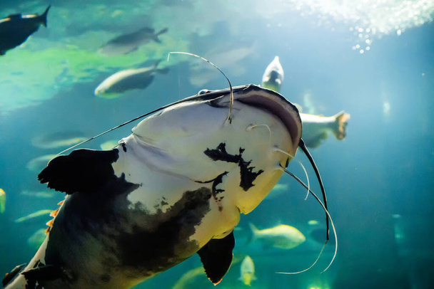 Foto subacquea del pesce gatto Silurus Glanis. I pesci predatori più grandi nei laghi e nei fiumi europei. - Foto, immagini