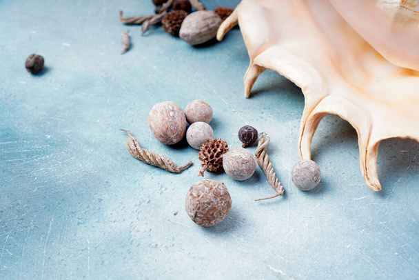 Nautical background with big seashell and dried preserved botany blend - 写真・画像
